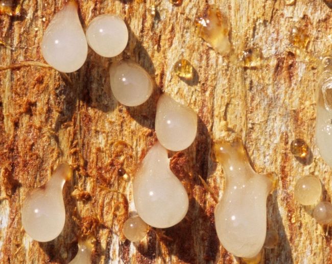 صمغ طبیعی کندر با رنگ طلایی و سفید